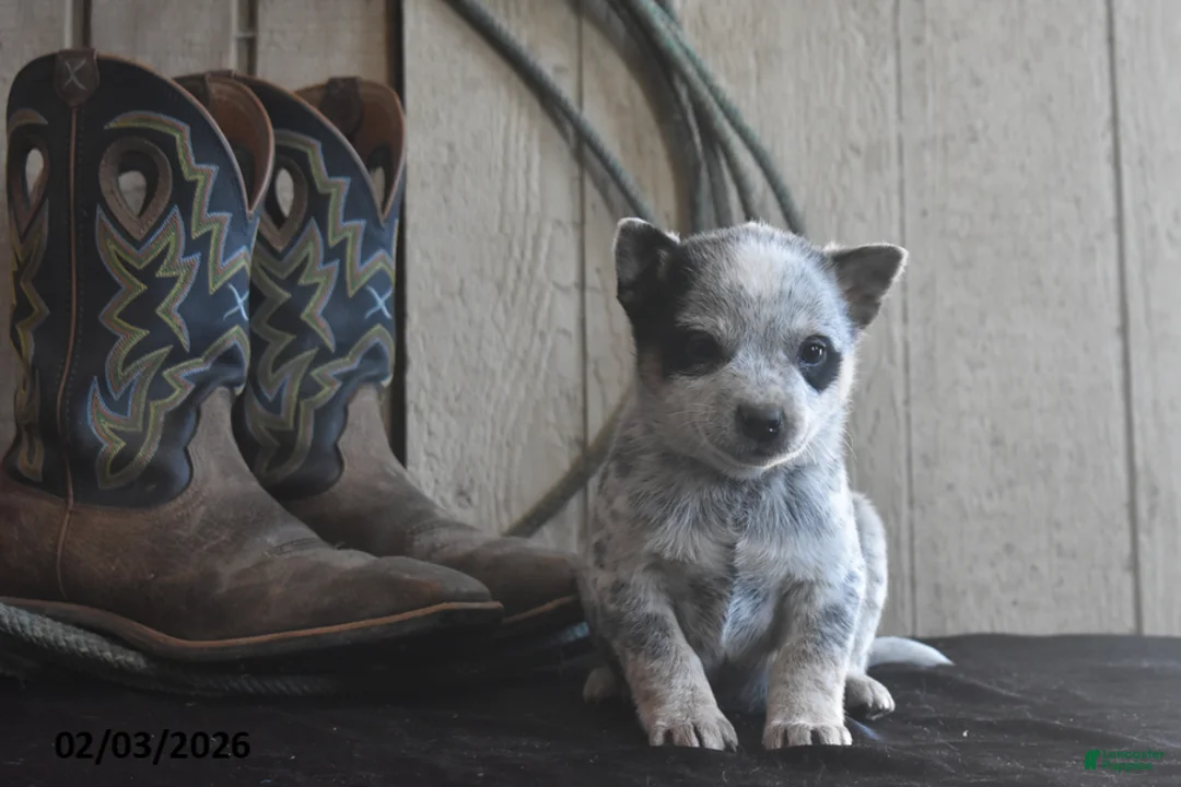Australian Cattle Dog dogs for sale: Weston - Ad 4