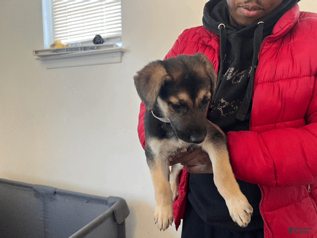 German Shepherd dogs for sale:  Tiny - Ad 2
