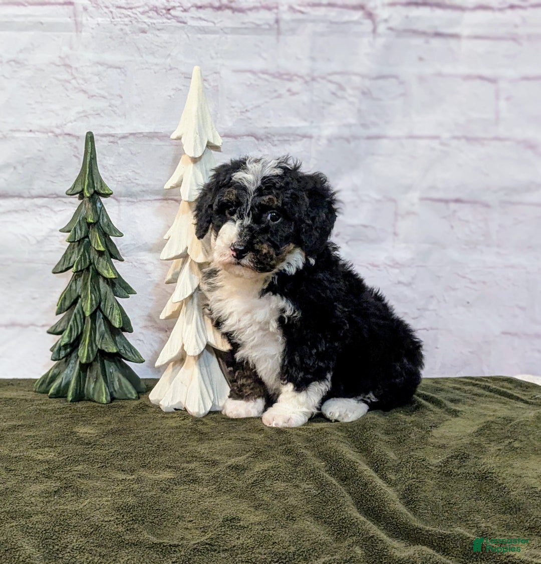Mini Bernedoodle dogs for sale: Patrick - Ad 2