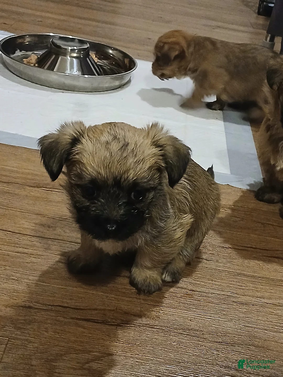 Morkie dogs for sale: BRUNO - Ad 1