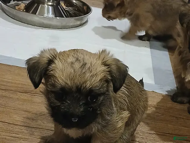 Morkie dogs for sale: BRUNO - Ad 39