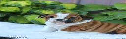 English Bulldog dogs for sale: Reba - Ad 3
