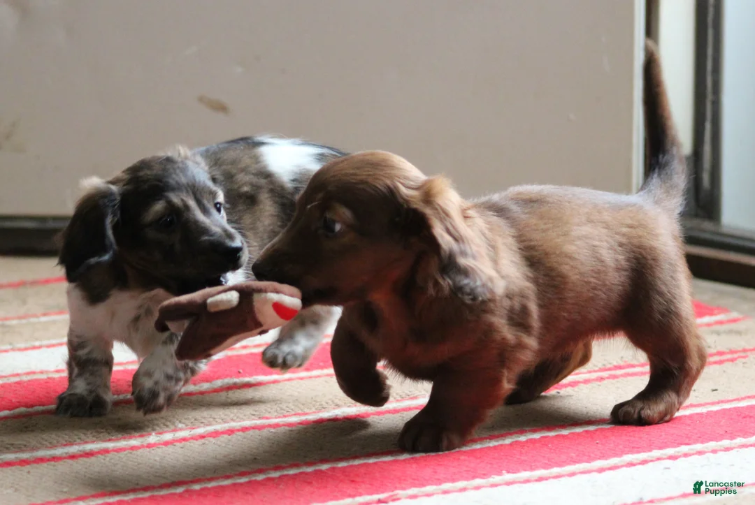 Miniature Dachshund dogs for sale: Bonita - Ad 21