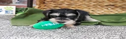 Miniature Schnauzer dogs for sale: Ethan - Ad 4