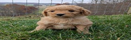 Mini Goldendoodle dogs for sale: Oscar - Ad 4