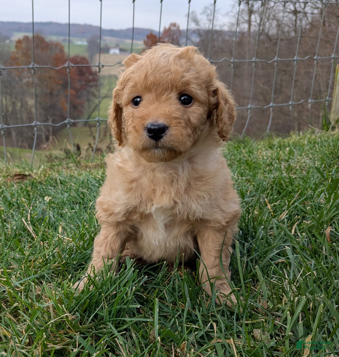 Mini Goldendoodle dogs for sale: Oscar - Ad 4