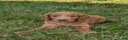 Goldendoodle dogs for sale: Rusty  - Ad 11