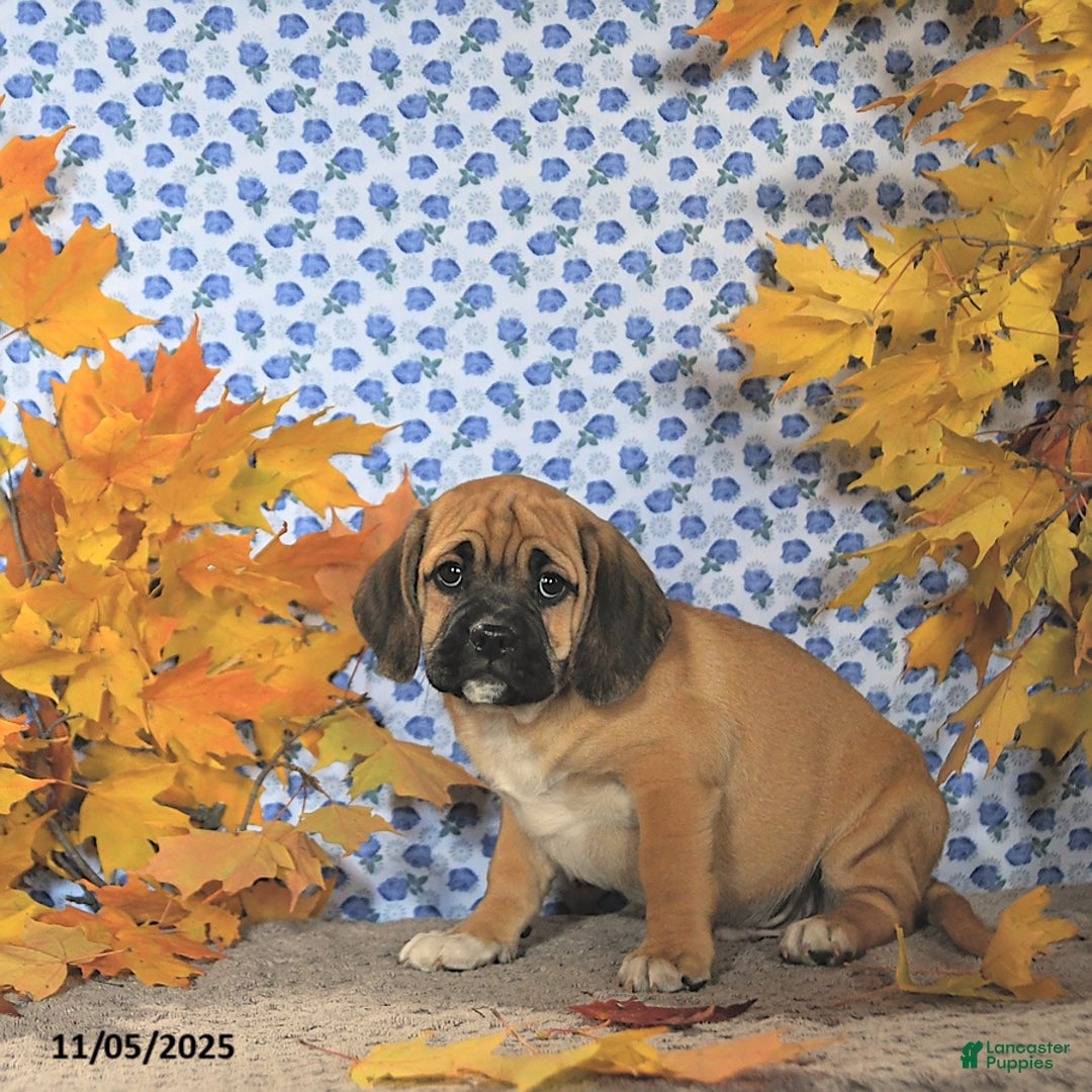 Puggle dogs for sale: Herbo - Ad 10