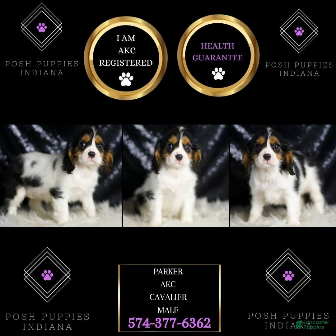 Cavalier King Charles Spaniel dogs Parker - Ad 2