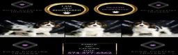 Cavalier King Charles Spaniel dogs for sale: Parker - Ad 2