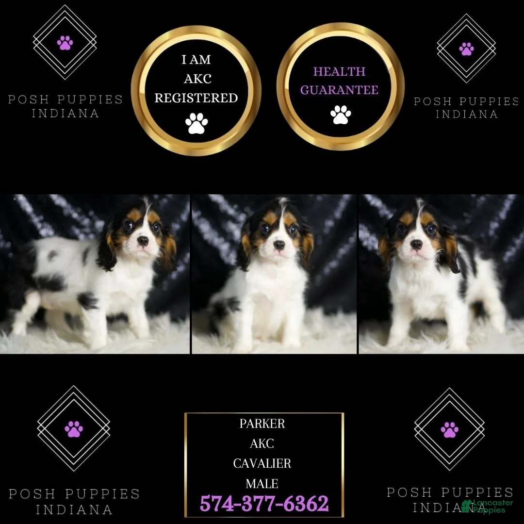 Cavalier King Charles Spaniel dogs for sale: Parker - Ad 2