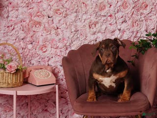 American Bully dogs Honey bun - Ad 3