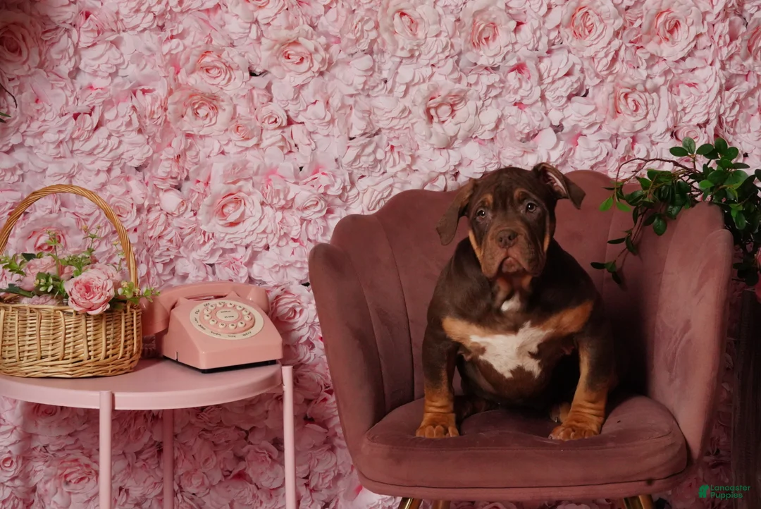 American Bully dogs for sale: Honey bun - Ad 1