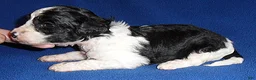 Shihpoo dogs for sale: Snoopy - Ad 5