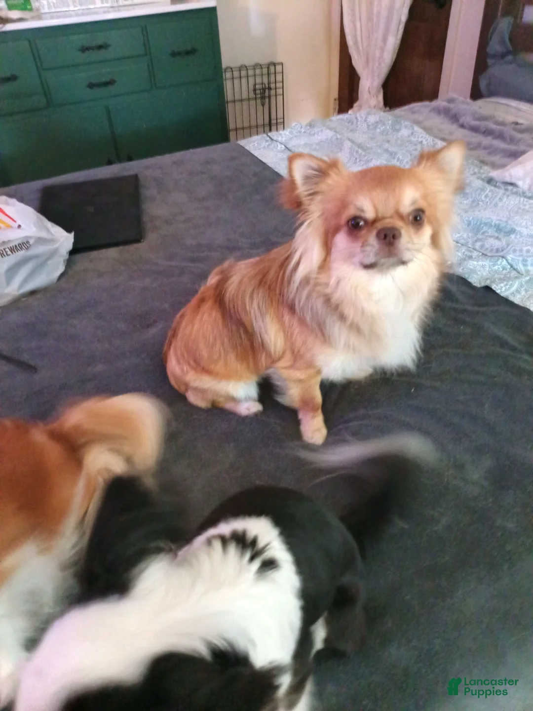 Chihuahua dogs for sale: Chihuahua 1 - Ad 4