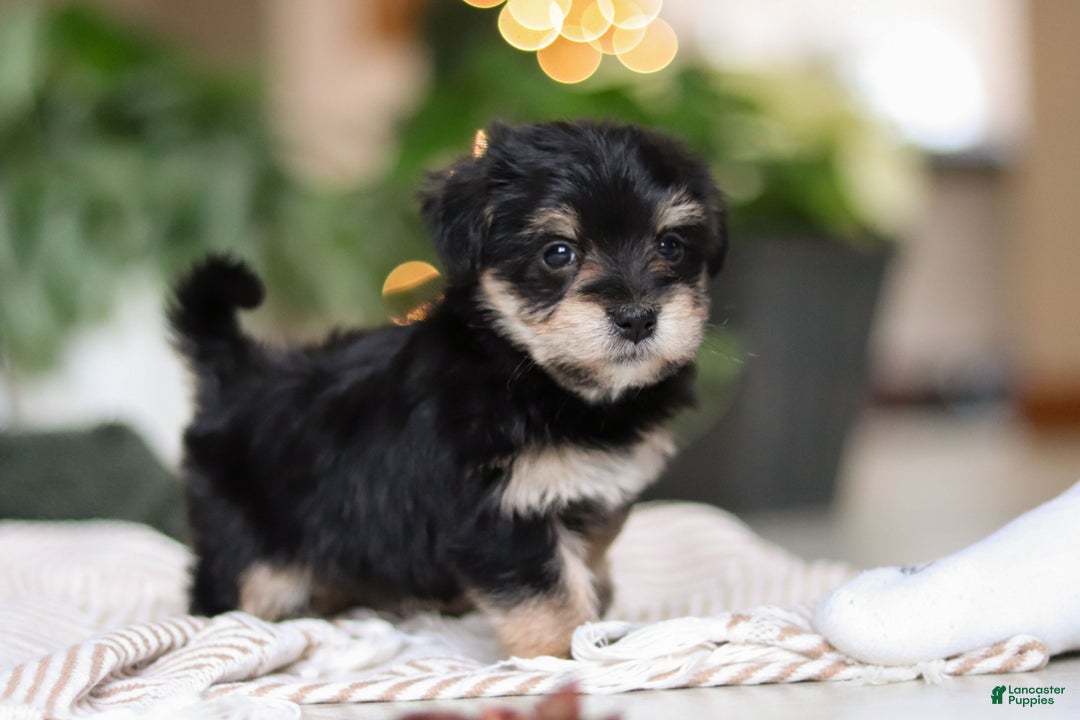 Morkie dogs for sale: Luke - Ad 12