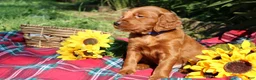 Mixed Breed dogs for sale: Rocky - Irish Goldendoodle  - Ad 16