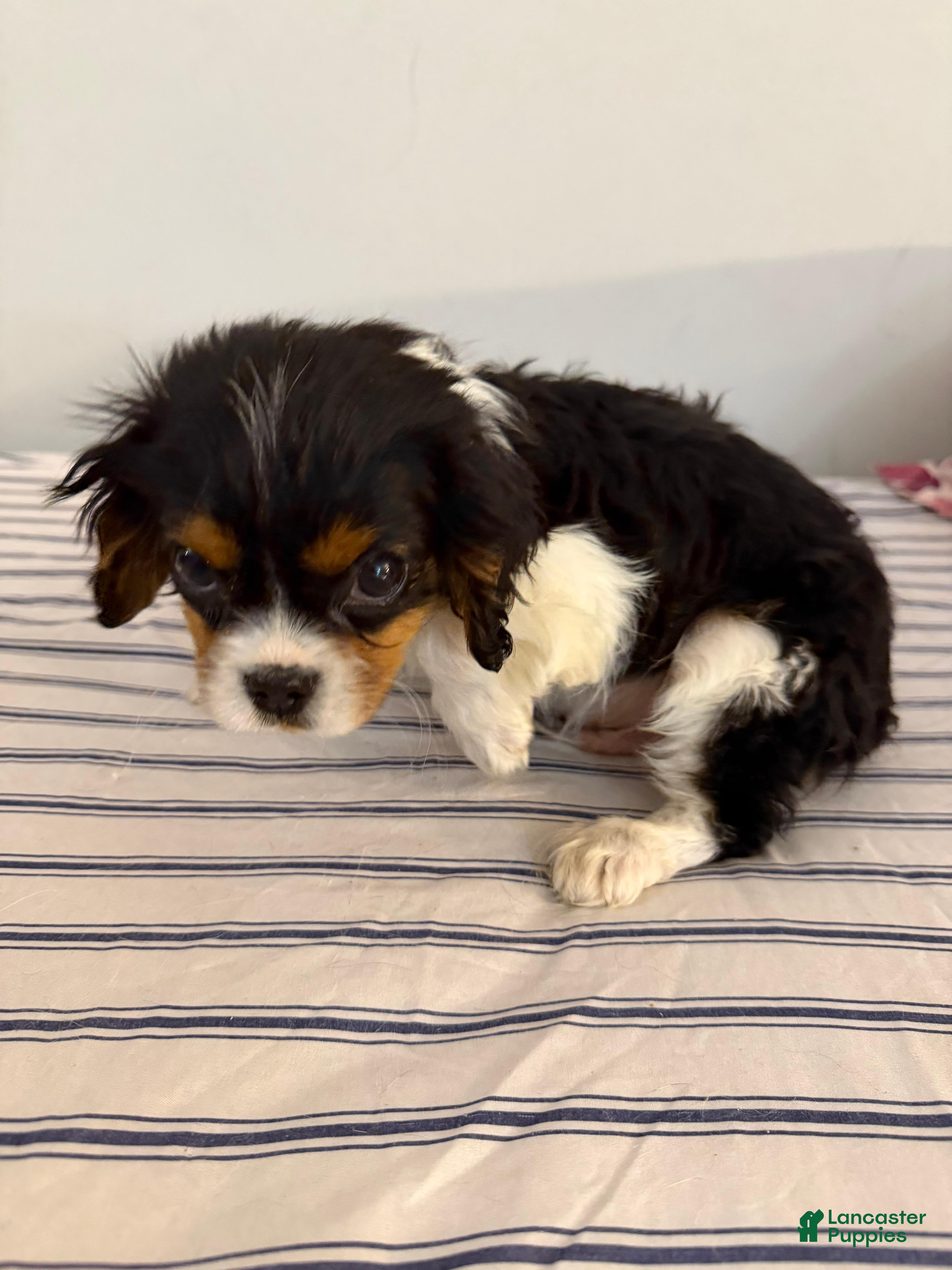 Cavalier King Charles Spaniel dogs Charles - Ad 2
