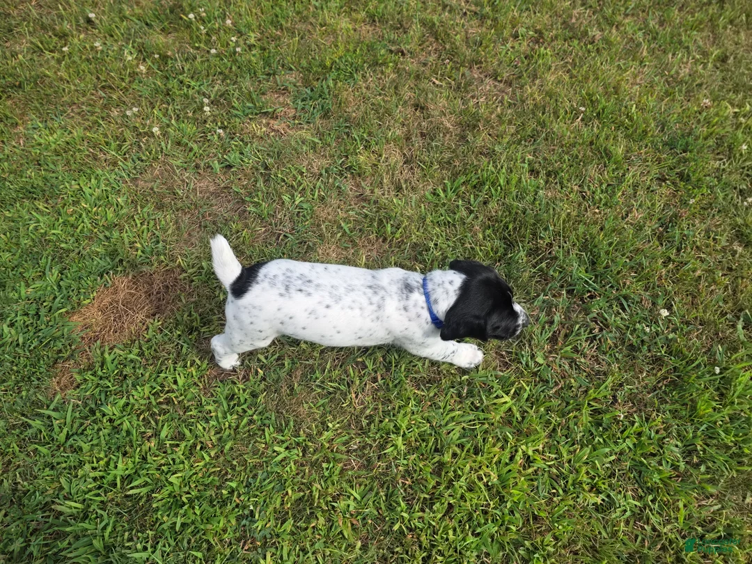 German Shorthaired Pointer dogs for sale: German Shorthaired Pointer ( blue collar ) - Ad 2