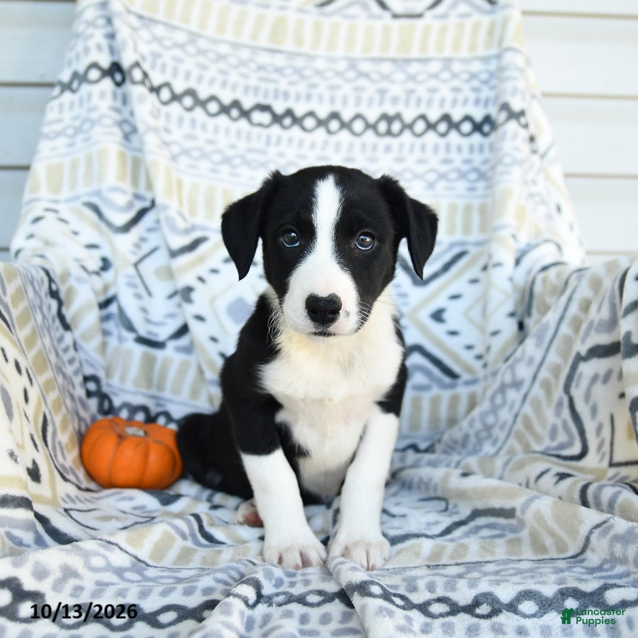 Border Collie dogs for sale: Eve - Ad 2