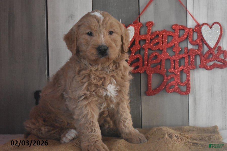 Goldendoodle dogs Jasper - Ad 11