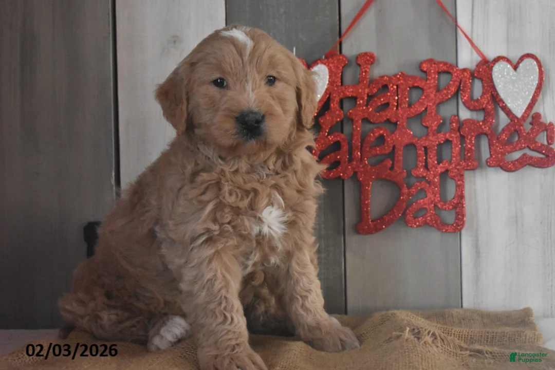 Goldendoodle dogs for sale: Jasper - Ad 1