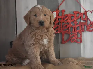 Goldendoodle dogs Jasper - Ad 11