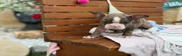Boston Terrier dogs for sale: Kenny - Ad 16