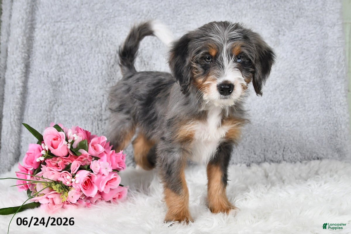 Mini Bernedoodle dogs Winston - Ad 1