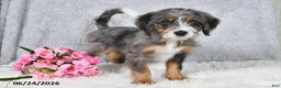 Mini Bernedoodle dogs for sale: Winston - Ad 1