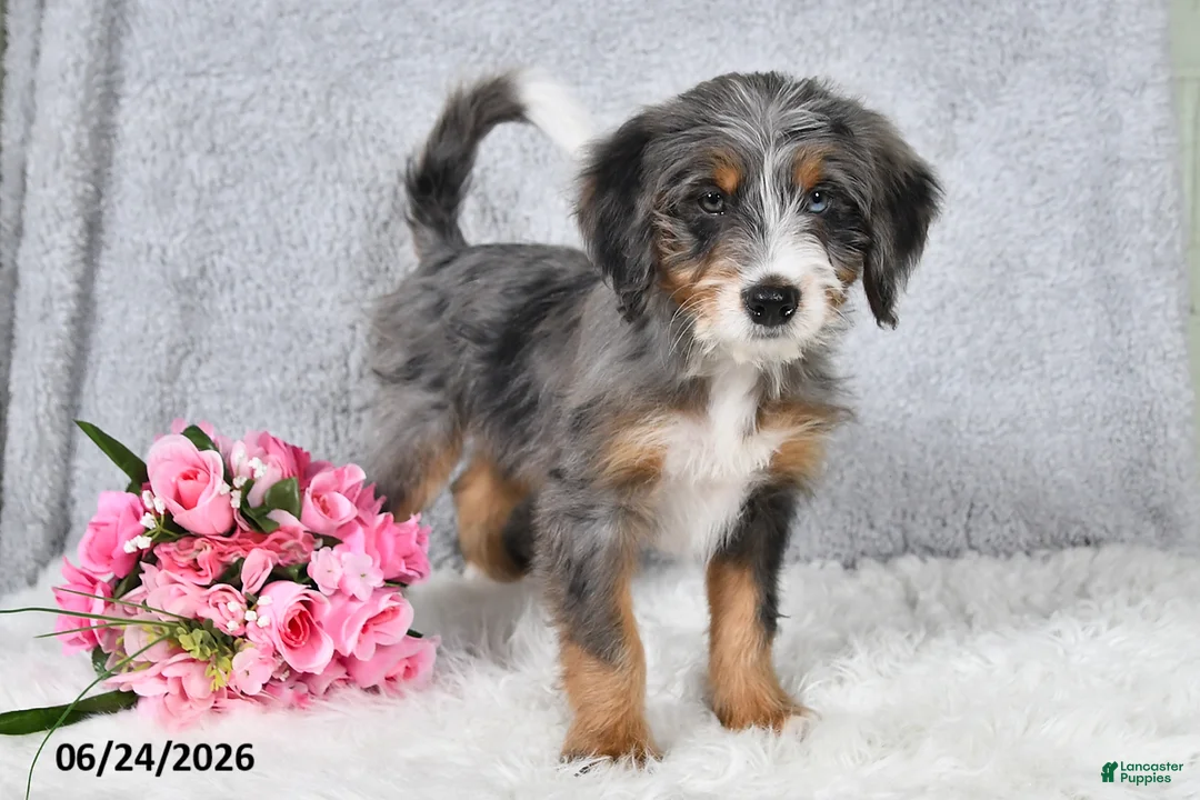 Mini Bernedoodle dogs for sale: Winston - Ad 1