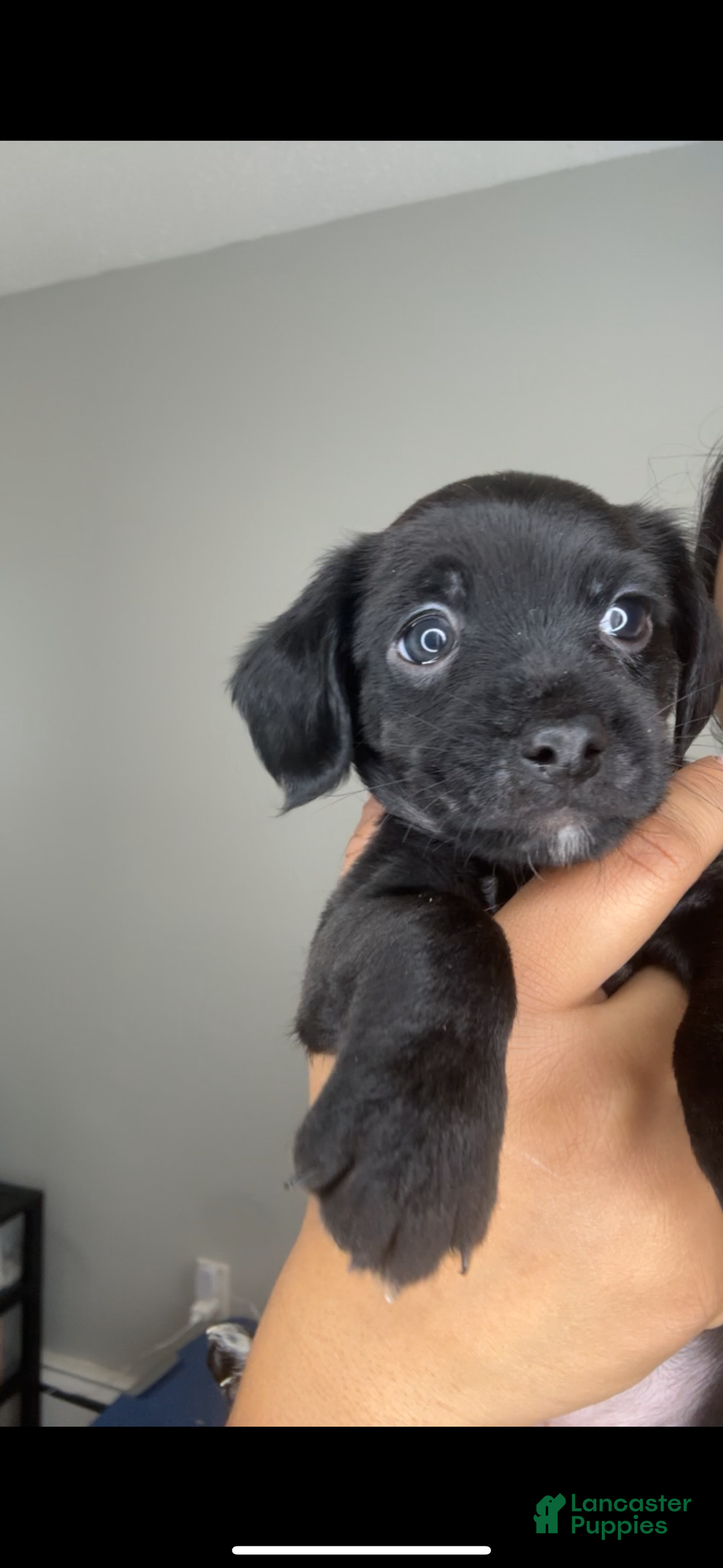 Mixed Breed dogs for sale: Buttons - Ad 1