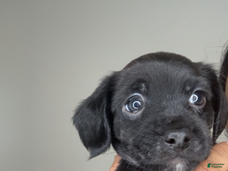 Mixed Breed dogs Buttons - Ad 33