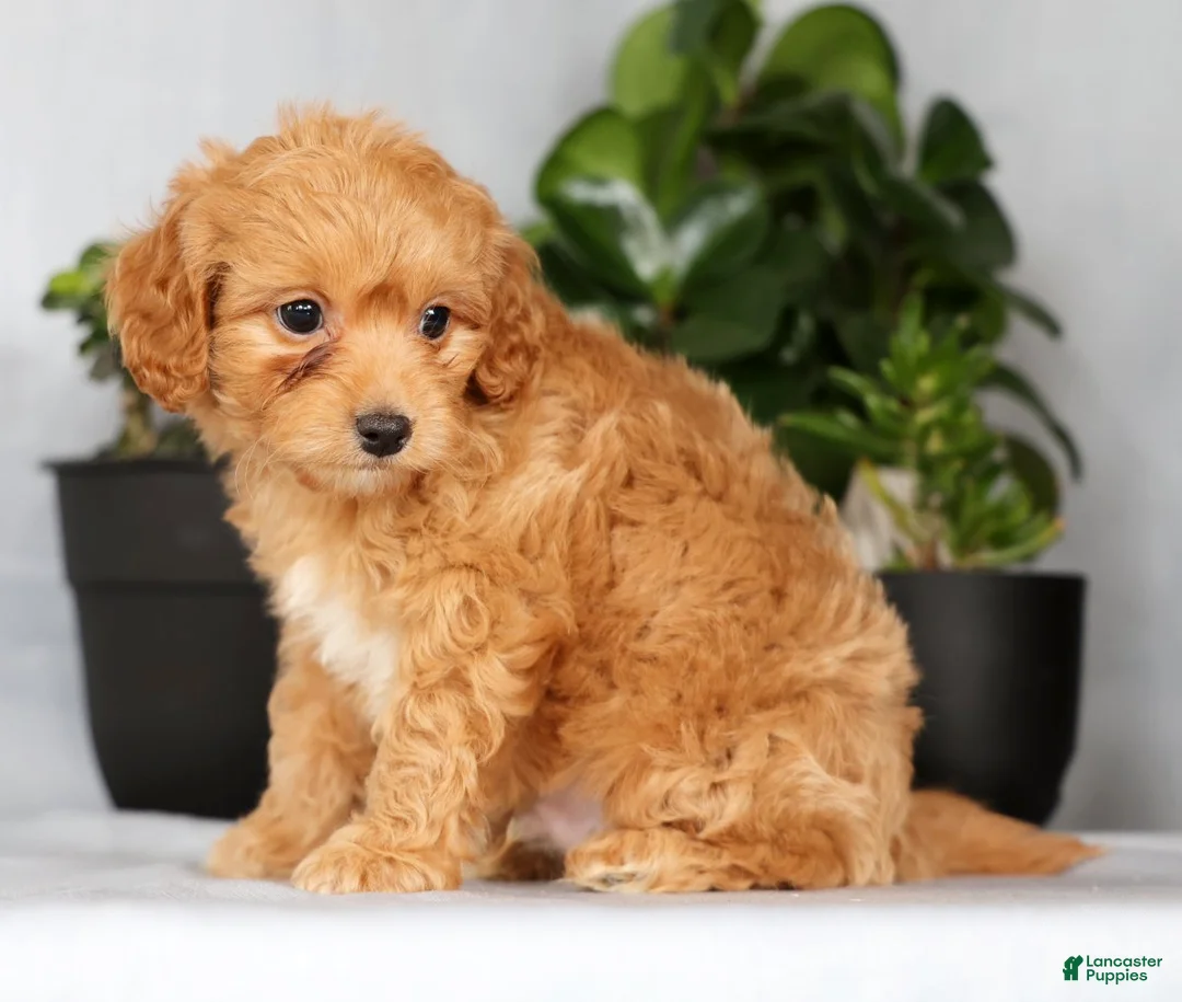 Cavapoo dogs for sale: Parker - Ad 3