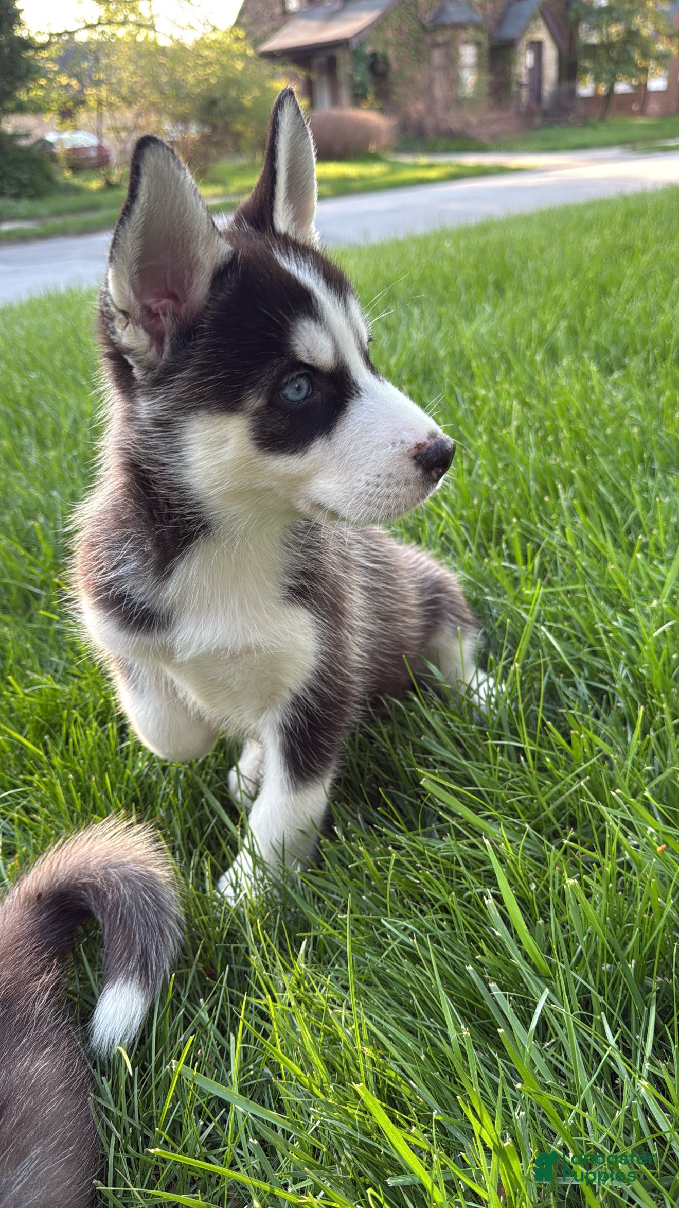 Siberian Husky dogs Alvin - Ad 33
