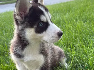 Siberian Husky dogs Alvin - Ad 33