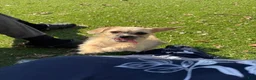 Mixed Breed dogs for sale: Faith - Ad 5