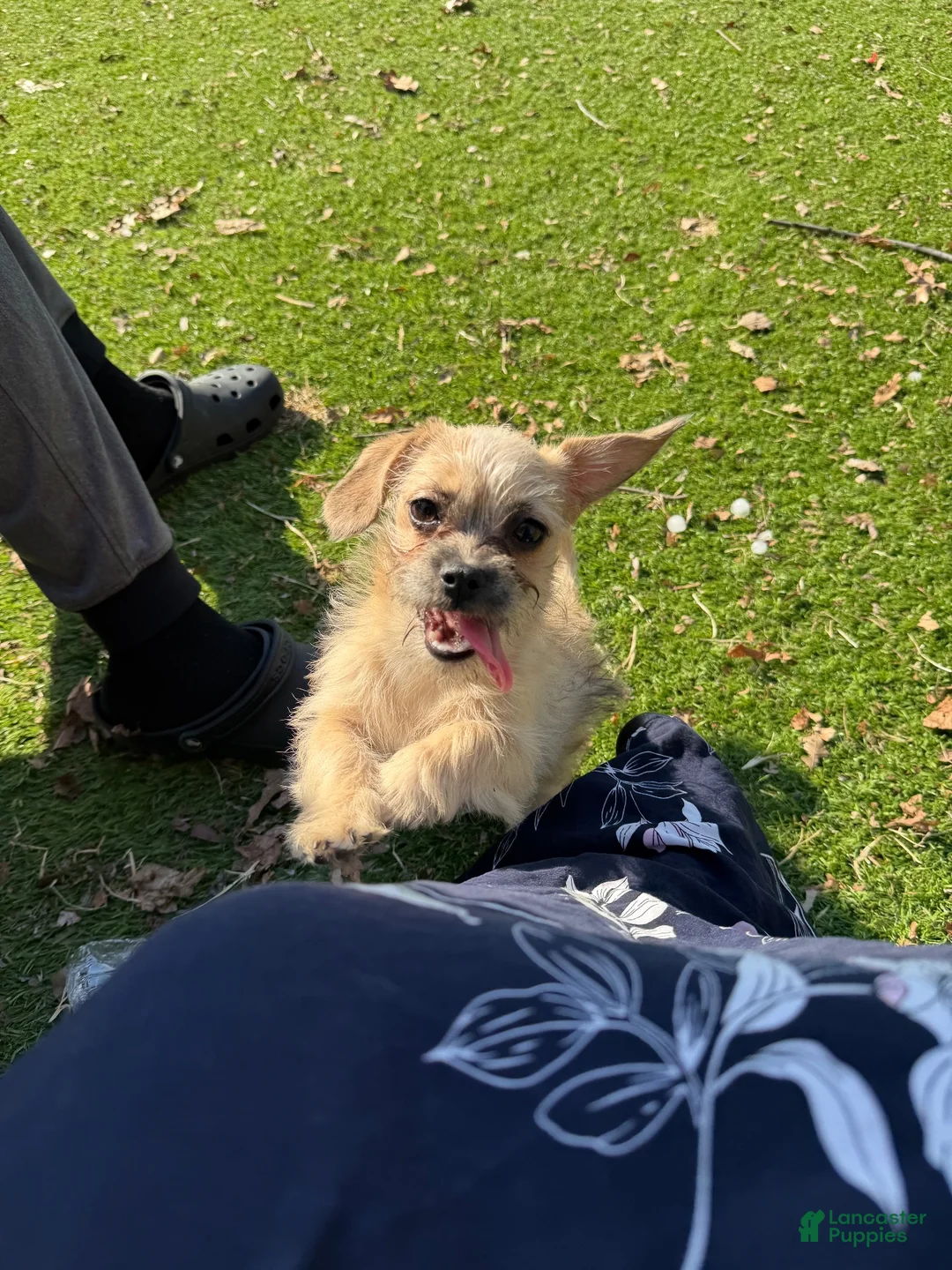 Mixed Breed dogs for sale: Faith - Ad 5