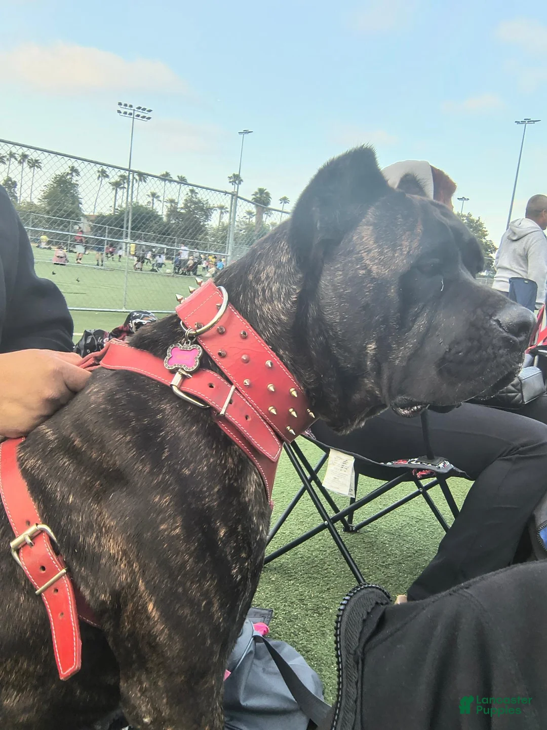 Mixed Breed dogs for sale: Mixed Breed 1 - Ad 3