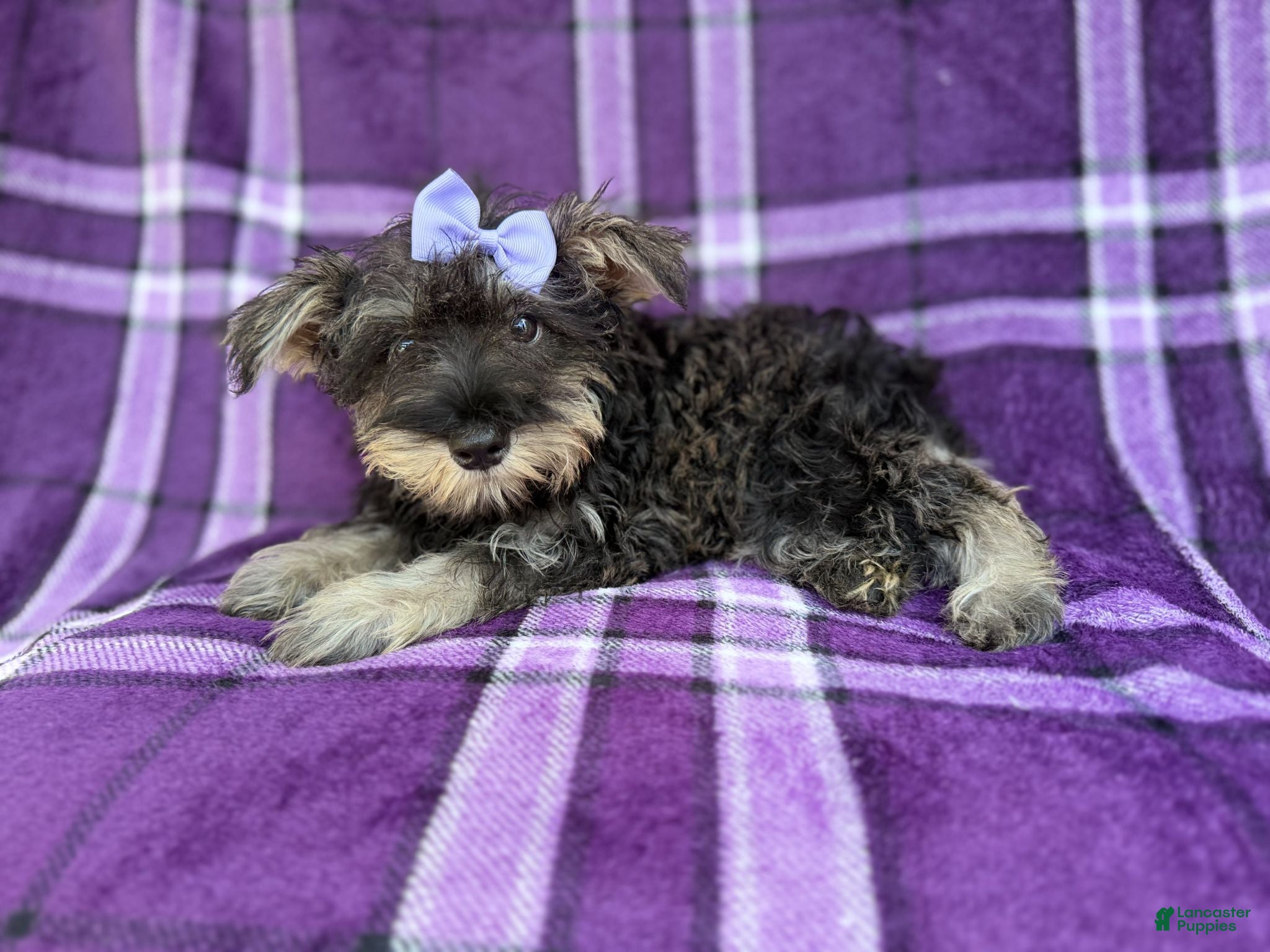 Miniature Schnauzer dogs Puddles - Ad 2
