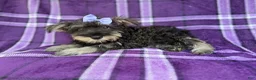 Miniature Schnauzer dogs for sale: Puddles - Ad 1