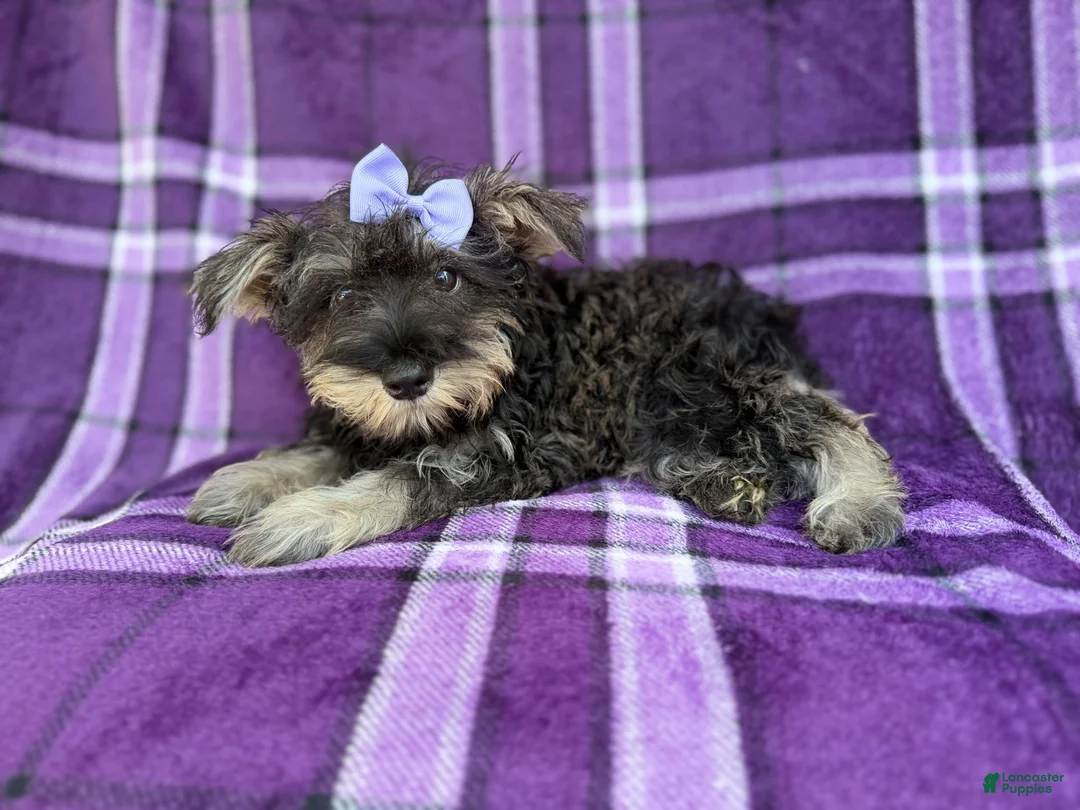 Miniature Schnauzer dogs for sale: Puddles - Ad 1