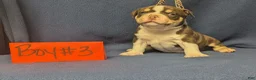 American Bully dogs for sale: American Bully 3 - Ad 3