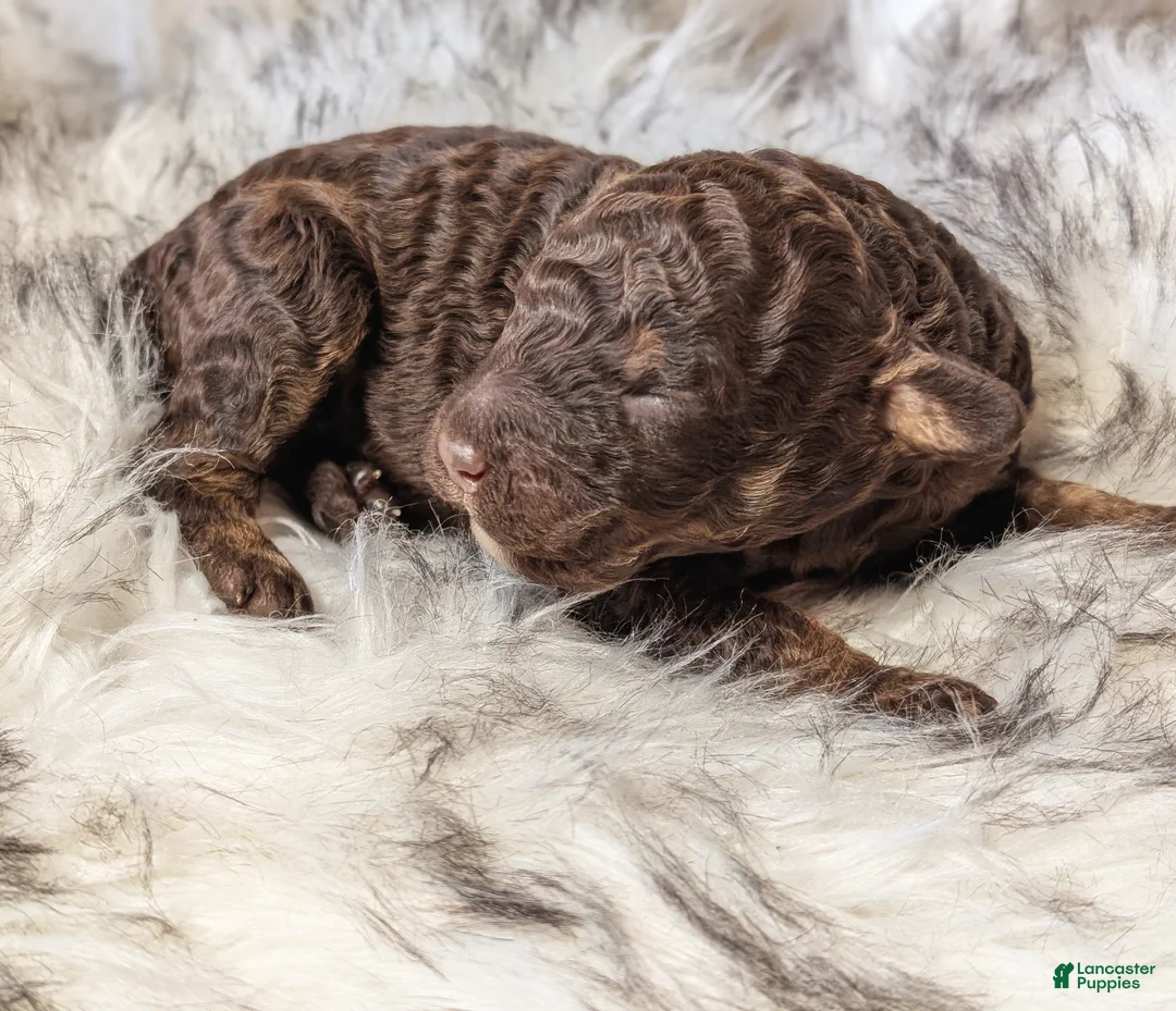 Mixed Breed dogs for sale: RAMBO  - Ad 5