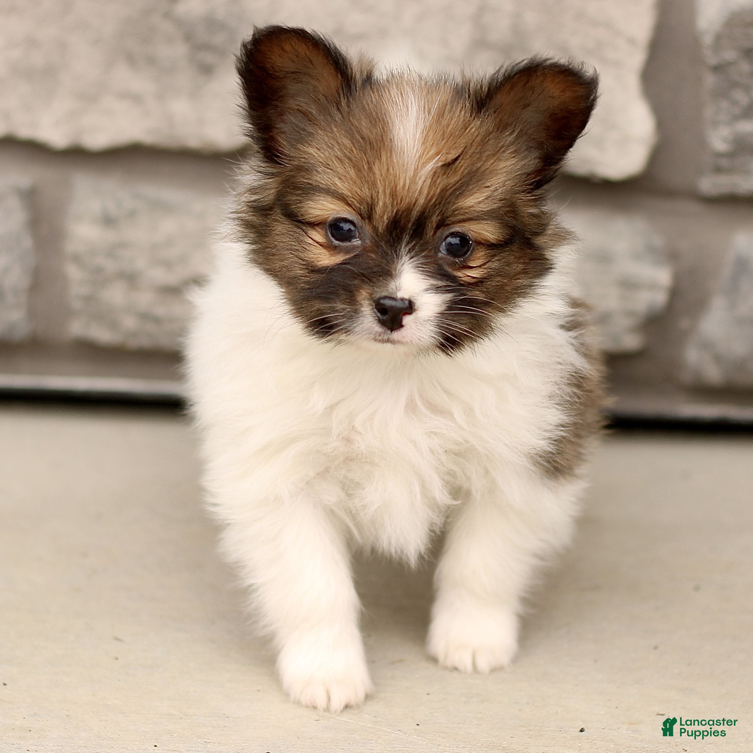 Papillon dogs Chelsea  - Ad 2