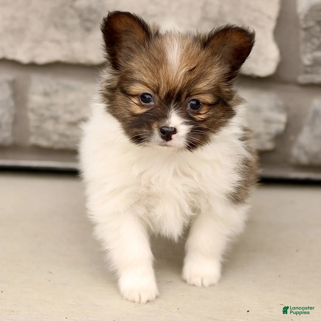 Papillon dogs for sale: Chelsea  - Ad 2
