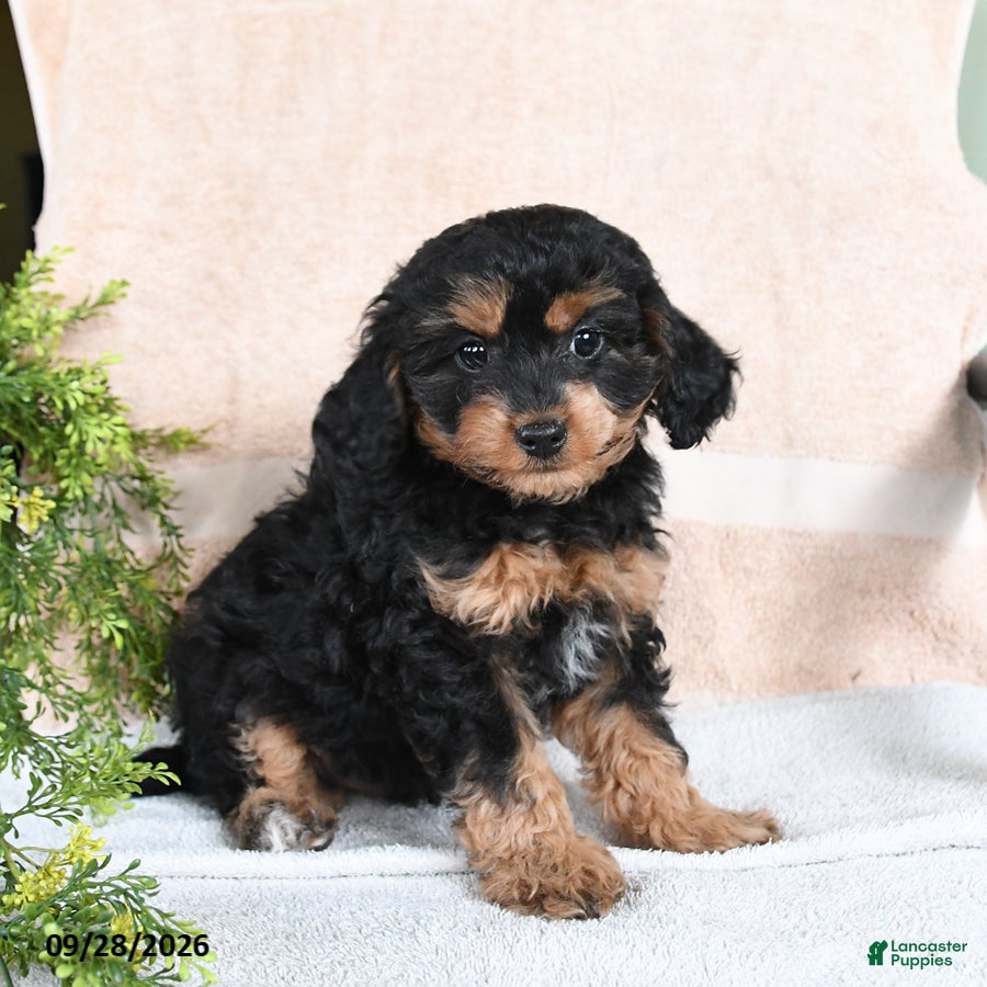 Mixed Breed dogs Brownie - Ad 1