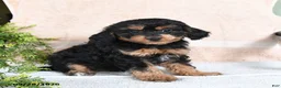 Mixed Breed dogs for sale: Brownie - Ad 1