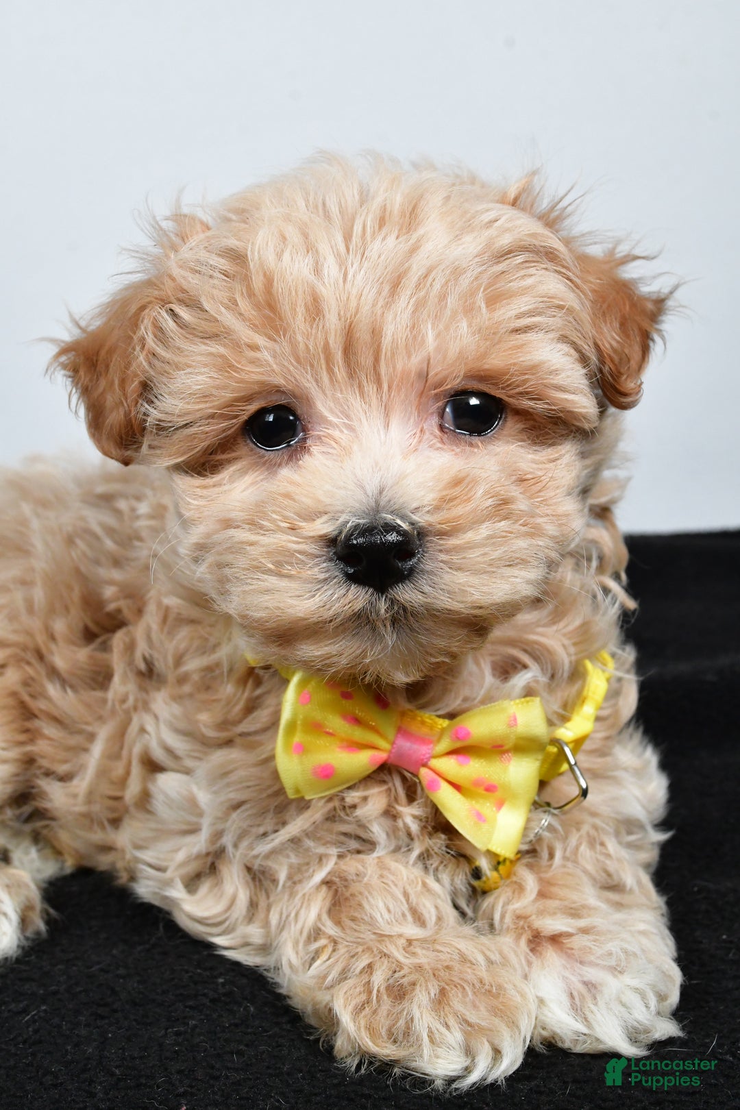 Maltipoo dogs for sale: Splash - Ad 3