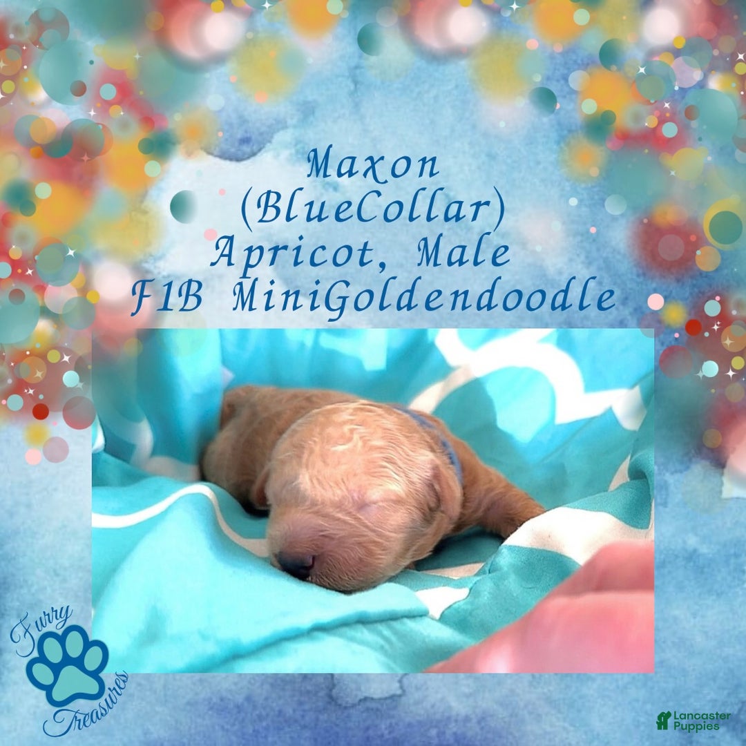 Goldendoodle dogs for sale: Maxon “ Blue Collar” Male - Ad 17